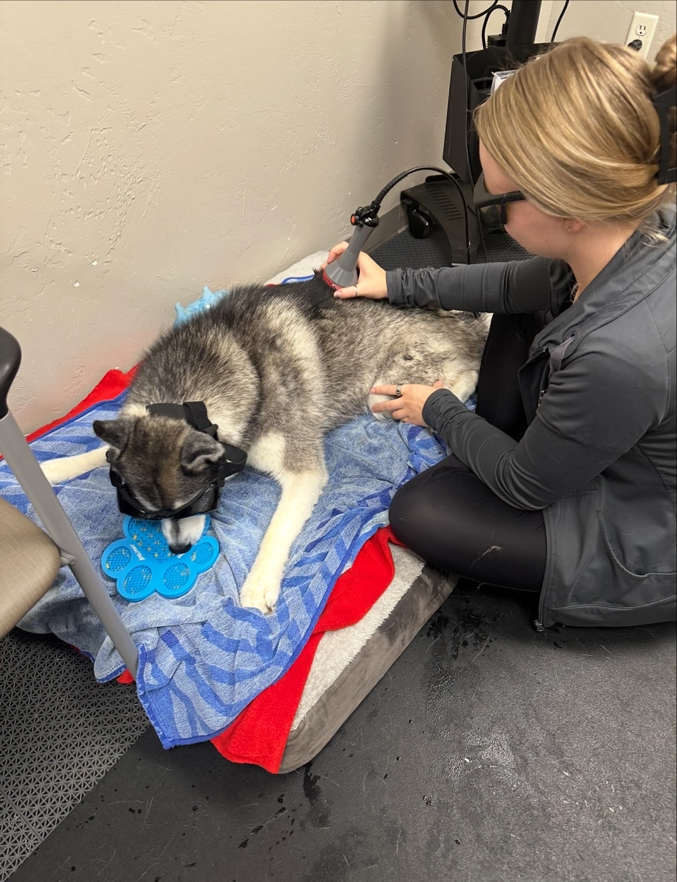 technician working with dog
