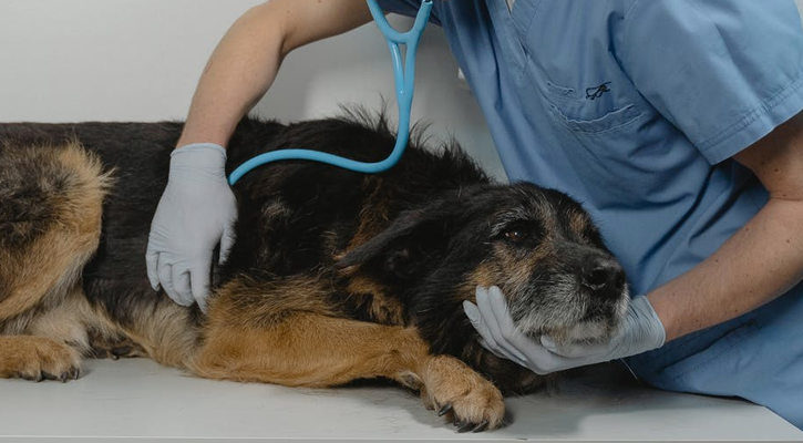 Dog Checkup