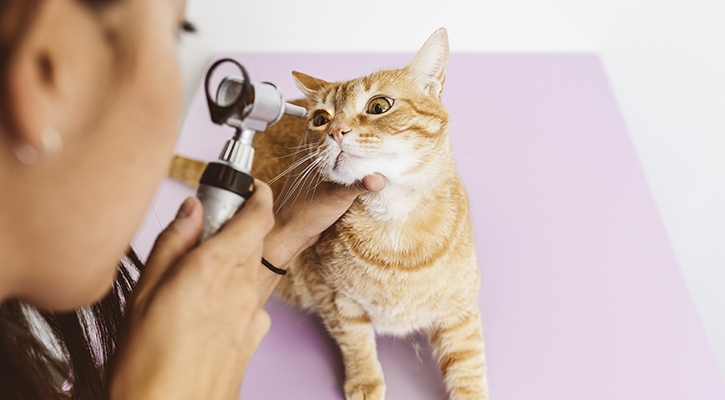 pet ophthalmology