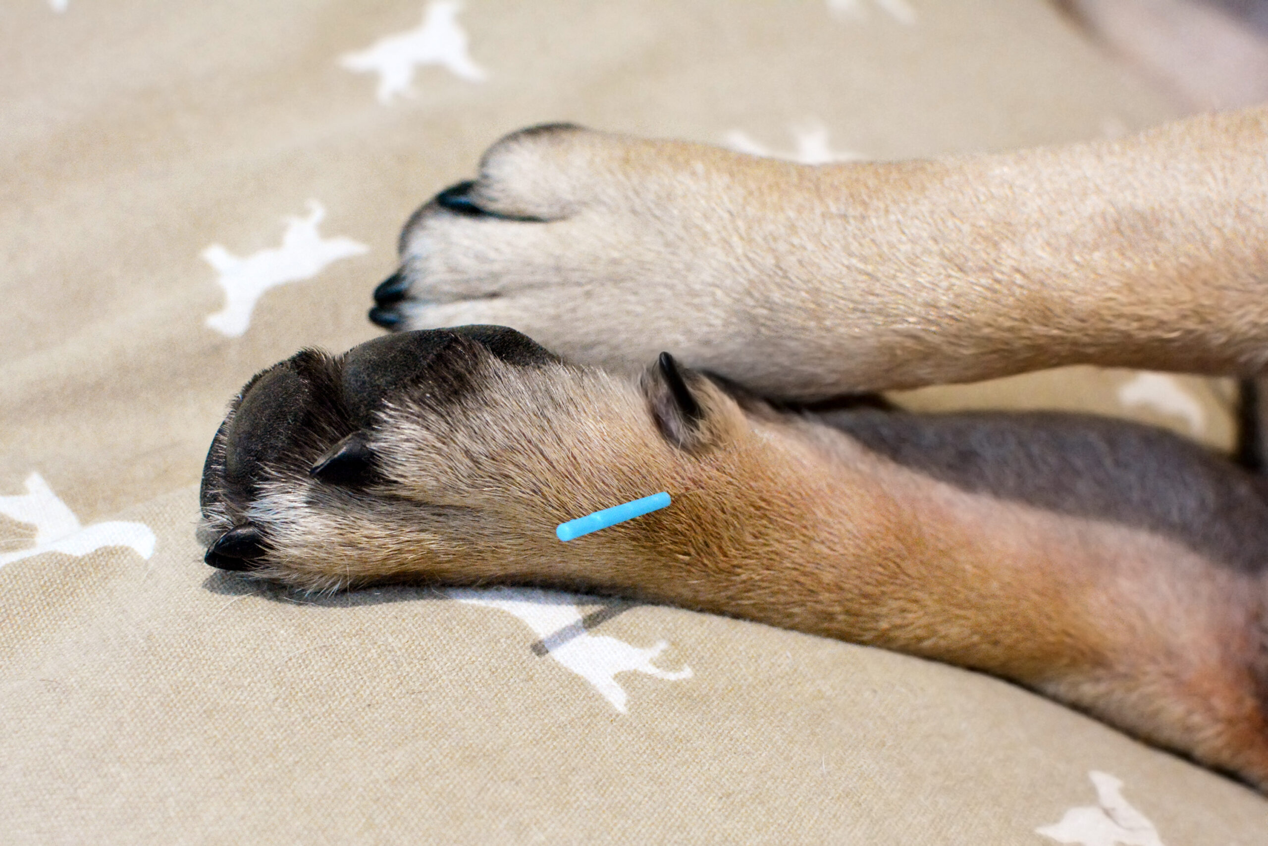 Single long blue acupuncture needles sticking in paw of dog