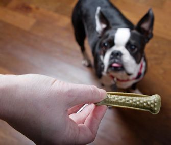 boston-terrier-with-milk-bone-brushing-chew