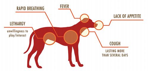 canine-influenza