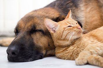 dog-and-cat1 dog-and-cat1