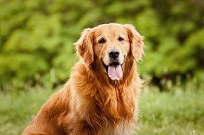 dog-picture dog-picture