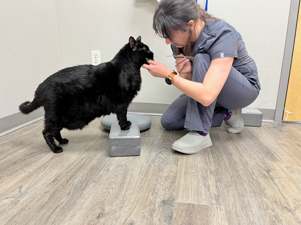 vet preforming an exam on a black cat