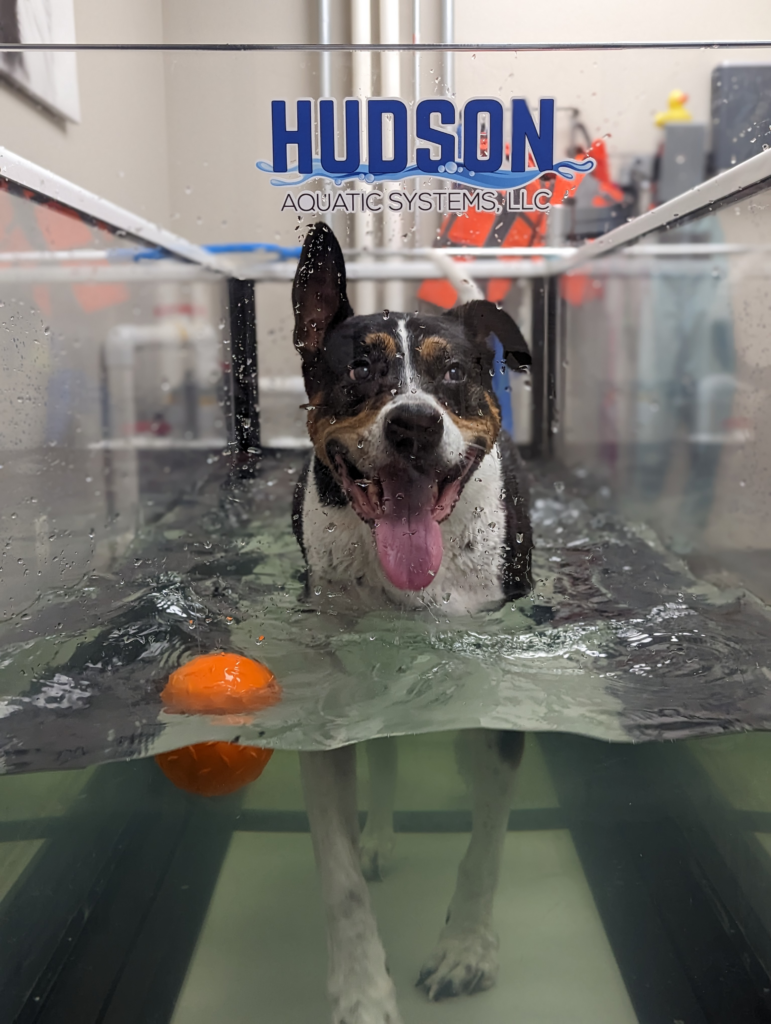 dog walking on underwater treadmill