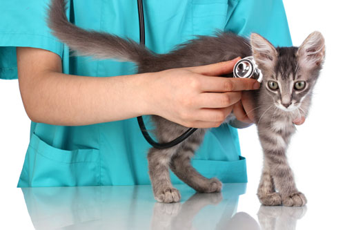 vet giving a kitten a checkup