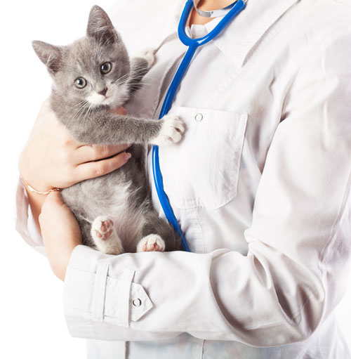 vet holding a kitten