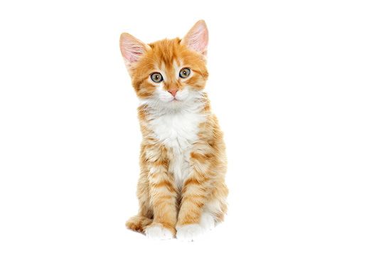 Bringing a kitten sales home