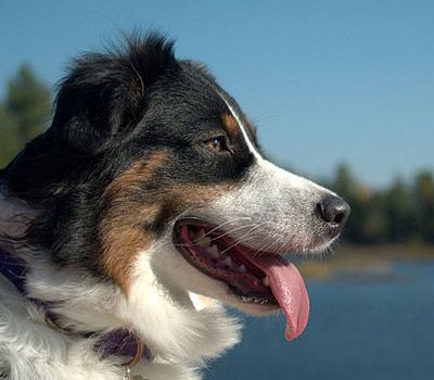 are australian shepherds good duck hunting dogs