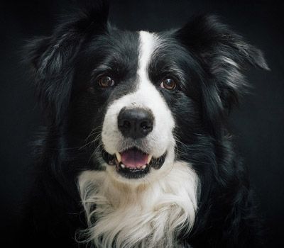 Smart Breeds - Border Collie