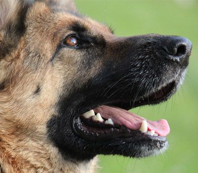 Smart Breeds - German Shepherd