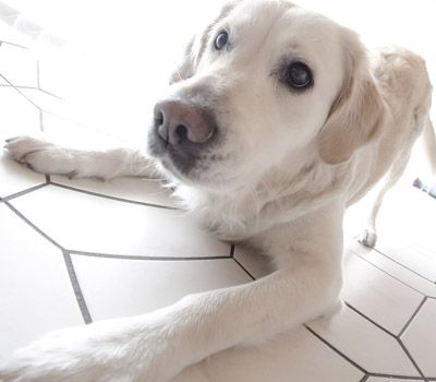 Smart Breeds - Golden Retriever