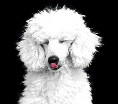 Smart Breeds - Poodle