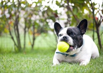tennis-ball-choking-hazard tennis-ball-choking-hazard
