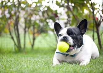 tennis-ball-choking-hazard