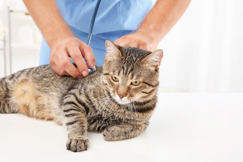 cat receiving vet exam