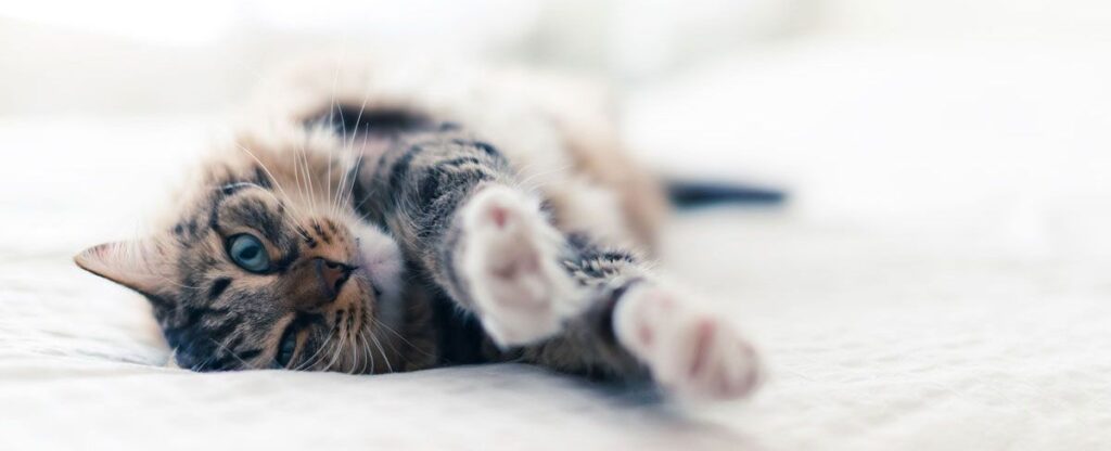 kitten with blue eyes stretched out