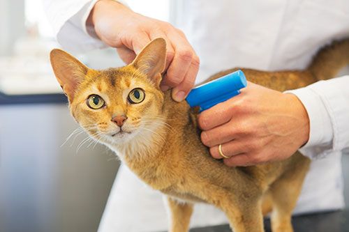 vet preforming cat microchipping