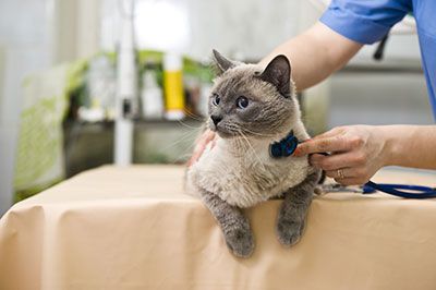 vet examining a grey cat.