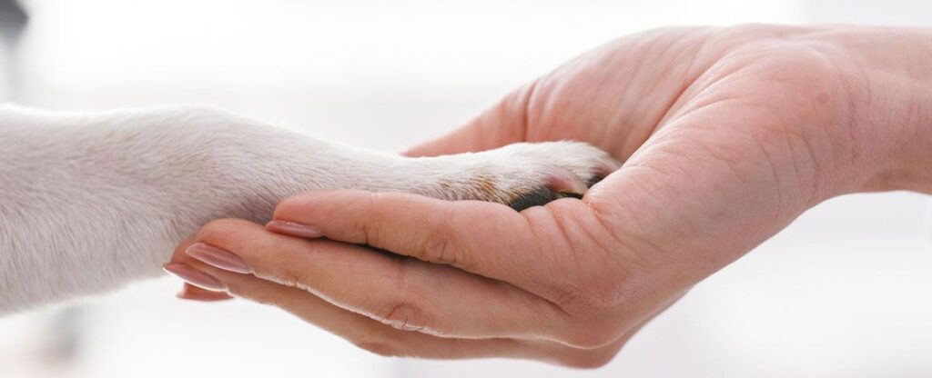 hand holding a dog paw