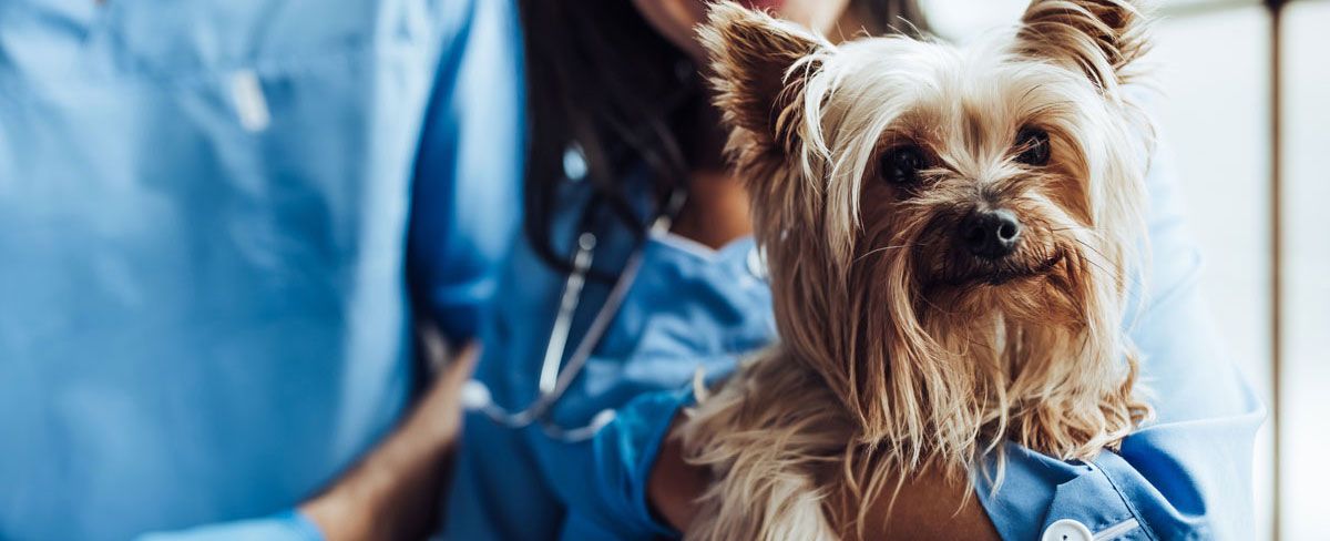dog receiving a vet checkup