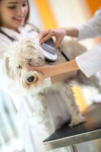 dog getting scanned for microchip