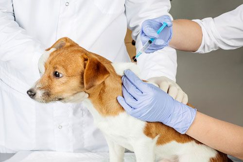 puppy receiving a vaccination