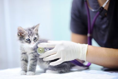 kitten receiving a vet exam