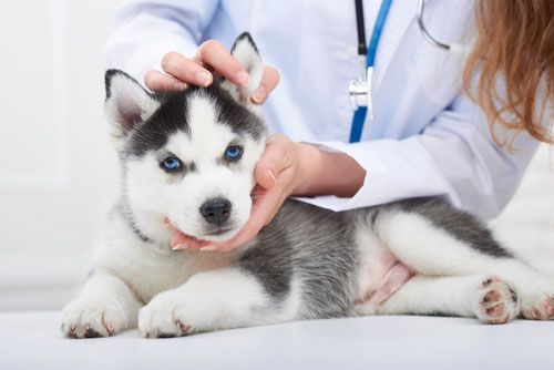 husky puppy receiving a vet exam